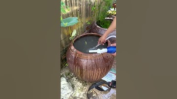 Setup cái lu cổ nuôi cá 7 màu