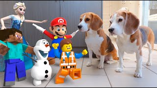 Animations in REAL LIFE vs Funny Dogs 🥳 Mario - Olaf - LEGO and Many More! by Louie The Beagle 30,748 views 4 months ago 2 minutes, 56 seconds