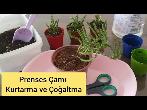 Video: Pembe Akasya (34 Fotoğraf): Büyüyen Yapışkan Robinia Ve Diğer Türler. Pembe çiçekli Bir Ağacın çoğaltılması