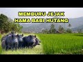 Petualangan alam desaku, Berburu babi hutan perusak tanaman
