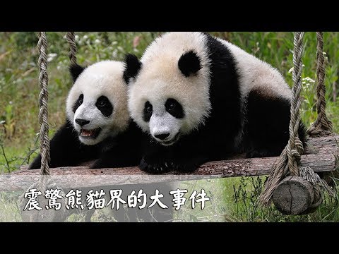 《熊貓TOP榜》第44期.震驚熊貓界的大事件 | iPanda