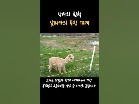 침을 뱉는 동물 알파카의 특징 4가지 #shorts - YouTube 침을 뱉는 동물 알파카의 특징 4가지 #Shorts - Youtube