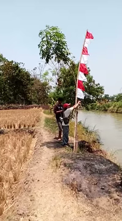 Sarang Barramundi sungai kali Muara Ciasem.