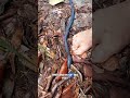 Is This A Real Life Venom Symbiote?