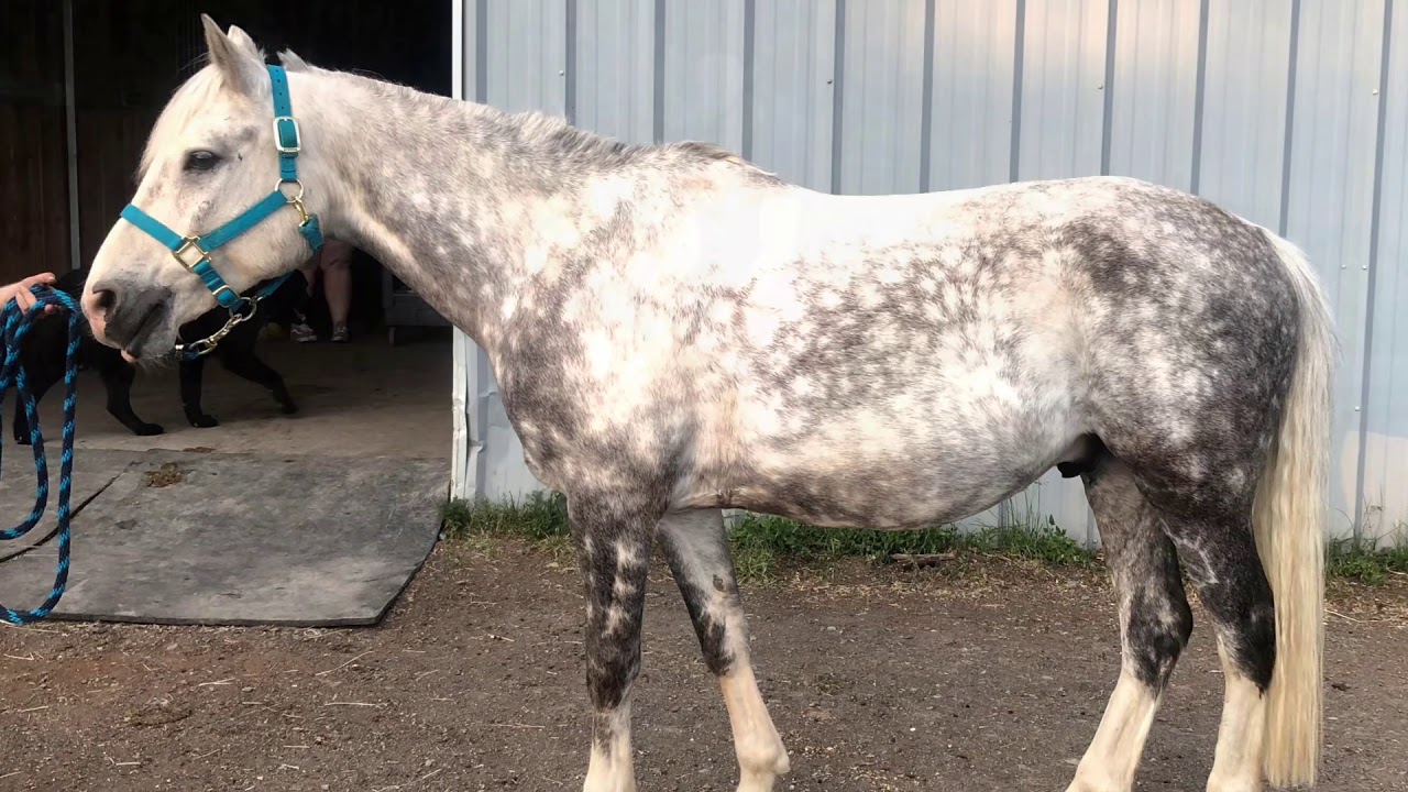 Hunter pony for sale YouTube