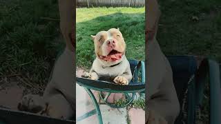 He is literally the cutest🥰❤️ #adoreble #dog #dogshorts #cute #cutedog  #shortsfeed #animallovers