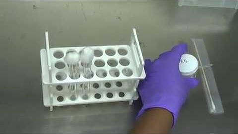 Catalase Test differentiate between Streptococcus from Staphylococcus