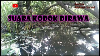 SUARA KODOK/KATAK DIRAWA-RAWA (Frog Song)