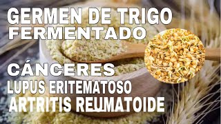 GERMEN DE TRIGO FERMENTADO tratamiento para El CÁNCER, LUPUS ERITEMATOSO, ARTRITIS REUMATOIDE