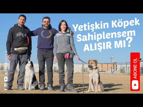 Video: Yetişkin Köpeğiniz: 5 - 6 Yaşında Beklenecekler