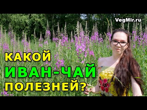 Иван-чай - какой полезней: ферментированный или сушеный? Как правильно собирать и сушить кипрей