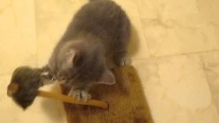 S*KillerCats Félix Fourrure playing by KillerCats100 35 views 9 years ago 13 seconds