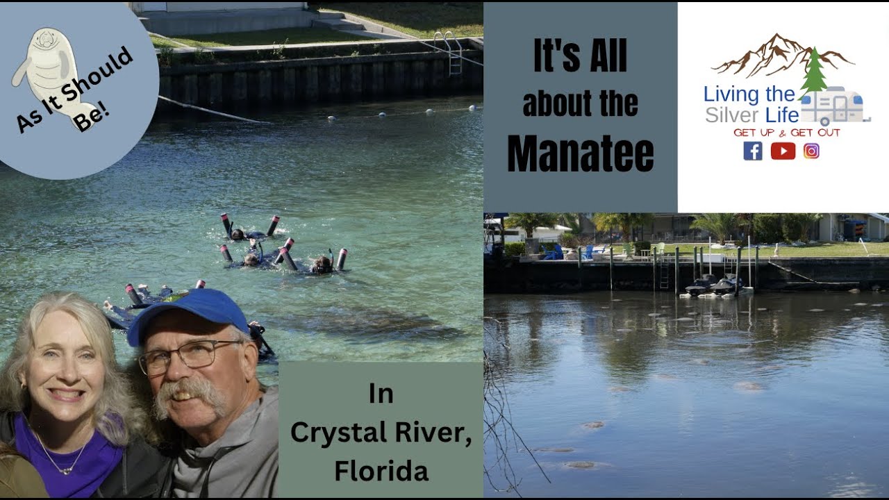It’s All About the Manatees + Crystal River, Florida YouTube