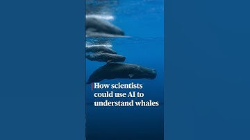 How scientists could use AI to understand whales