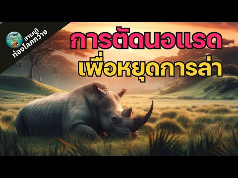 การตัดนอแรด เพื่อหยุดการล่า และการค้าสัตว์ป่าผิดกฎหมาย สารคดีแรด สารคดีท่องโลกกว้าง