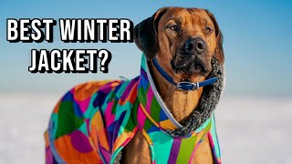 What's the Best Winter Coat for Rhodesian Ridgebacks? by Marking Our Territory 31,738 views 3 years ago 12 minutes, 54 seconds