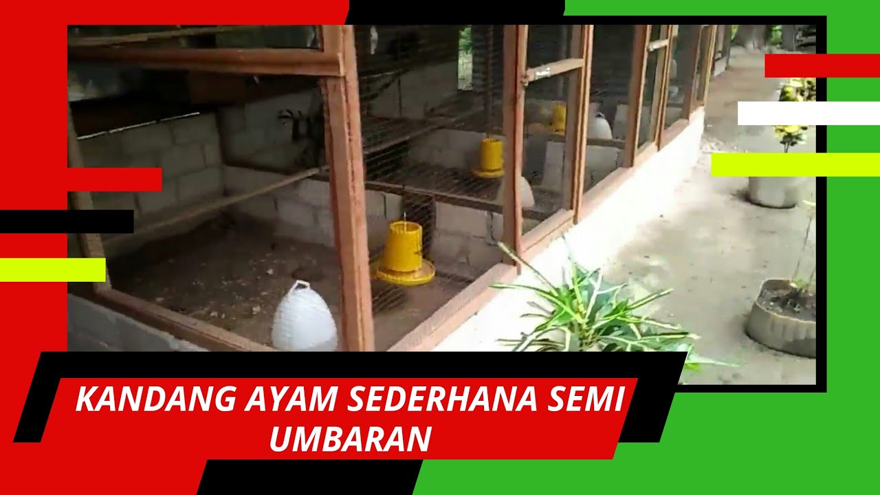 Mantap Contoh Kandang Ayam Sederhana Semi Umbaran - YouTube