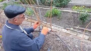 Обрезка кустов винограда с рукавами, расположенными со смещением зоны плодоношения