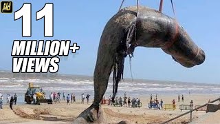 Big Whale Fish At Juhu Beach Mumbai