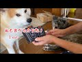 【おもしろスイーツ】トイレの最中(さいちゅう)最中(もなか)に群がる秋田犬たち【Akita-inu】Japanese sweets in the shape of a toilet
