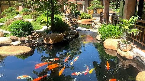 Hồ Cá Koi Và Không Gian Thư Giãn Sân Vườn Tuyệt Đẹp