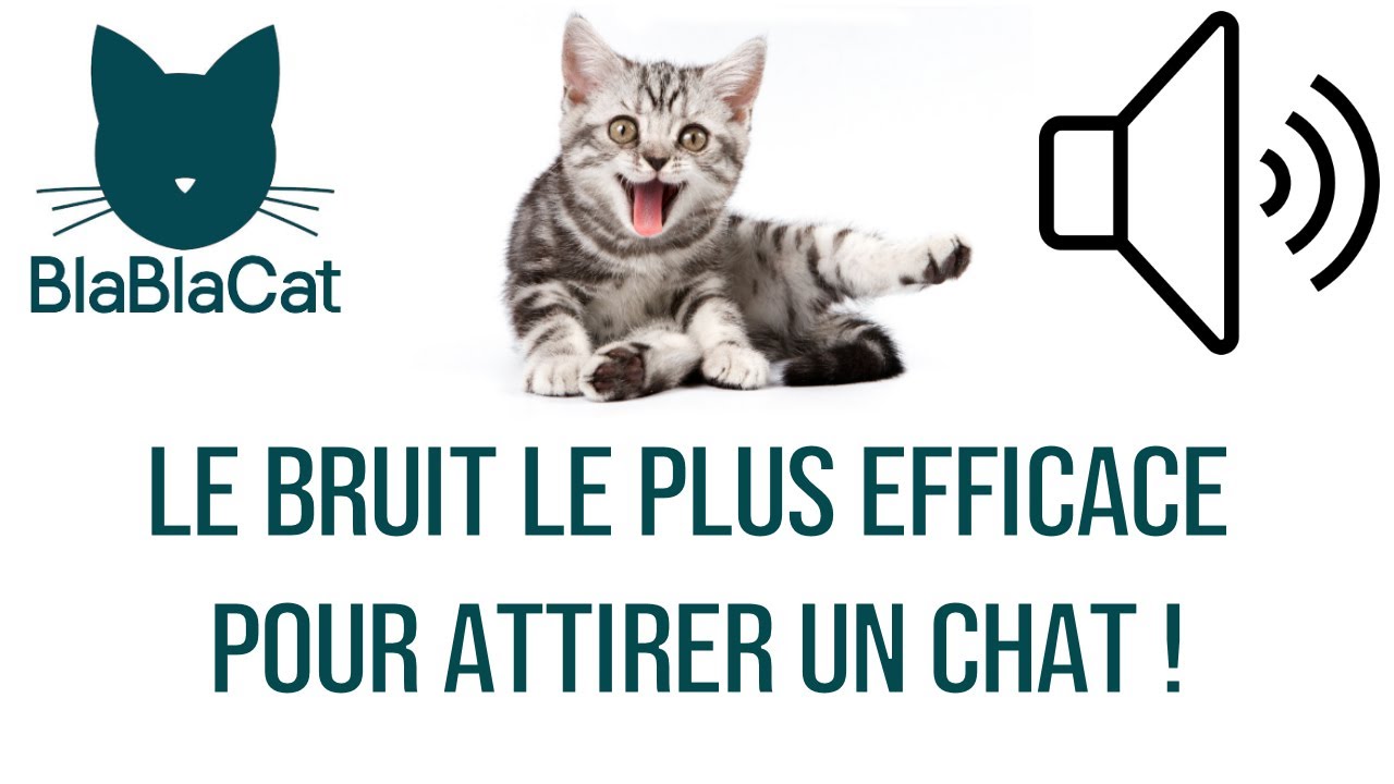 Le bruit le plus efficace pour ATTIRER UN CHAT !