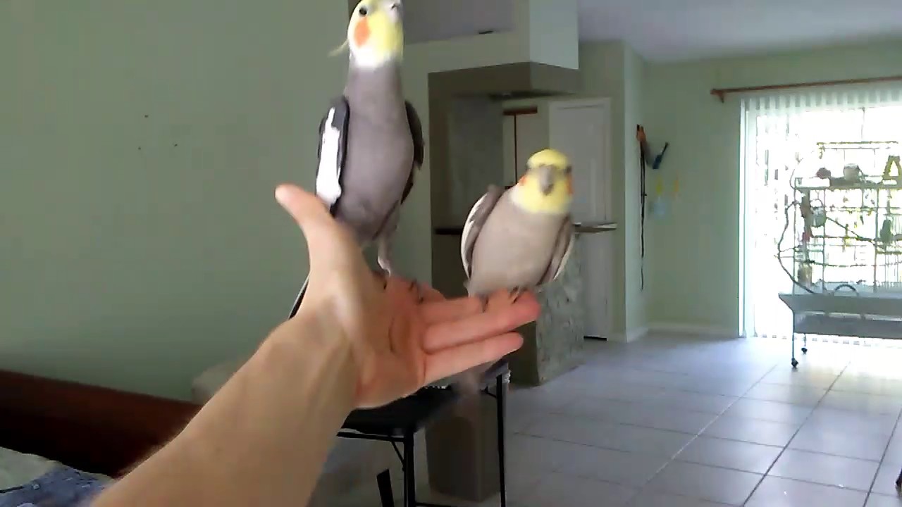 cockatiel swing