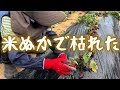 【やらかした】元気がなかったサツマイモの苗がついに・・・