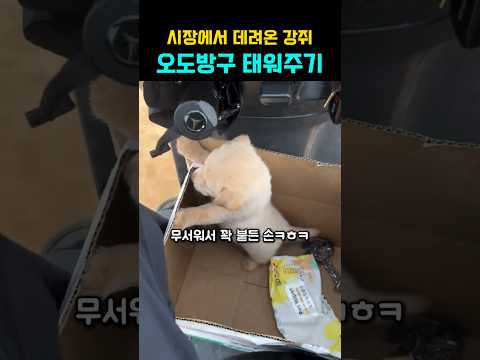 시장에서 데려온 새끼 강아지 오토바이 태워주기 #강아지 #댕댕이 thumbnail