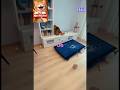 👉 Cat vs Balloon 😂🔥#fails#trending