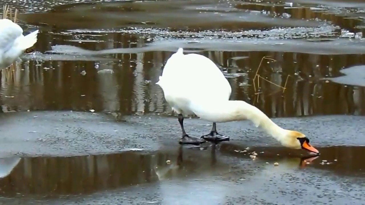 Крест на озере чайка