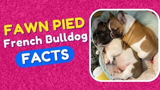 The Truth About Fawn Pied French Bulldog - Incredibly Unique and Adorable Dog Breed by Cute Emergency 2,032 views 2 years ago 3 minutes, 30 seconds