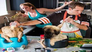 See and Learn How to Raise Dogs and Cats - Funny Video Collection 2019 😂I challenge you not to laugh by animal world 55 views 4 years ago 3 minutes, 16 seconds