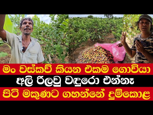 මං වස්කව් කියන එකම ගොවියා | අලි රිලවු වඳුරො එන්නෑ | පිටි මකුණට ගහන්නේ දුම්කොළ