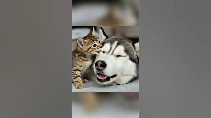 CatCheck it out: https://youtu.be/MuNuBCIs7AE?si=vw0OhTxujuOy9GpR