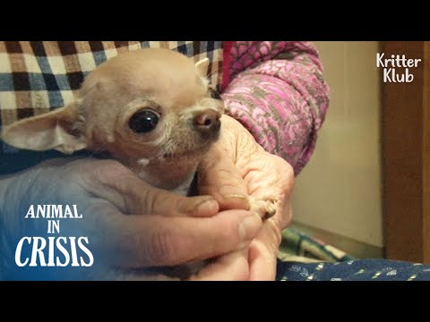 Video: Pet Sotong: Anjing Bersatu Dengan Pemilik untuk Hari Valentine, Manatees Huddle for Warmth