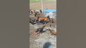 QAIB HMOOB 2015, BEAUTIFUL HMONG CHICKENS