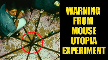 Did Their Society Collapse or Thrive? 1970’s Mouse Utopia Experiment: UNIVERSE 25.