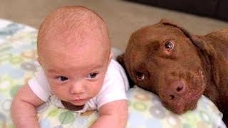 Dogs And Babies Are Best Friends Compilation by Sad Cat 8,959 views 5 years ago 3 minutes, 51 seconds