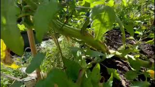 How to stress train your plants properly and get the best results