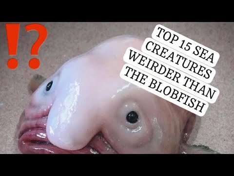 Amazing Creatures: The Blobfish!