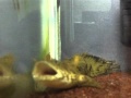 古代魚:エンドリケリー あくび のび くしゃみ
