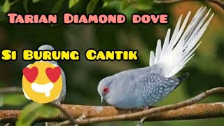 Diamond Dove