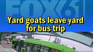 Goats take joyride on bus in Portland, Oregon