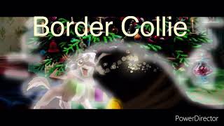 12 Dog Art Days Of Christmas (Idea By AngelBuddyFilm) Collie