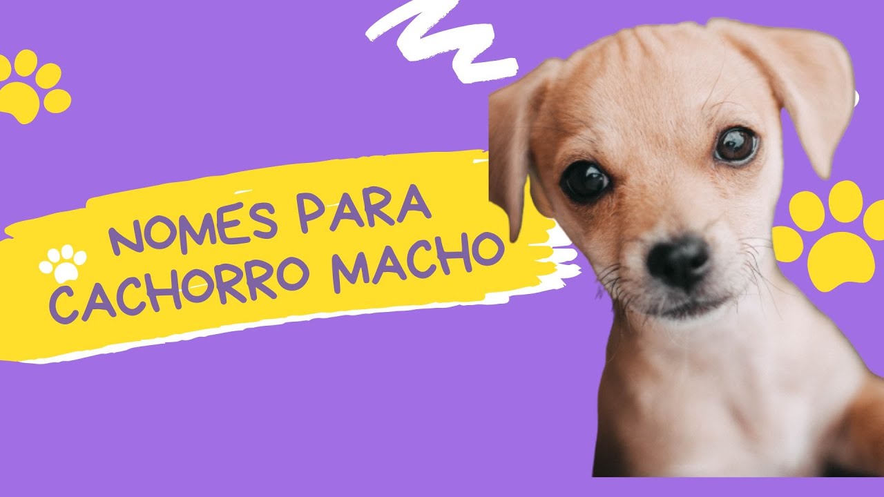 200 Nomes FORTES para cachorro - Criativos e marcantes!