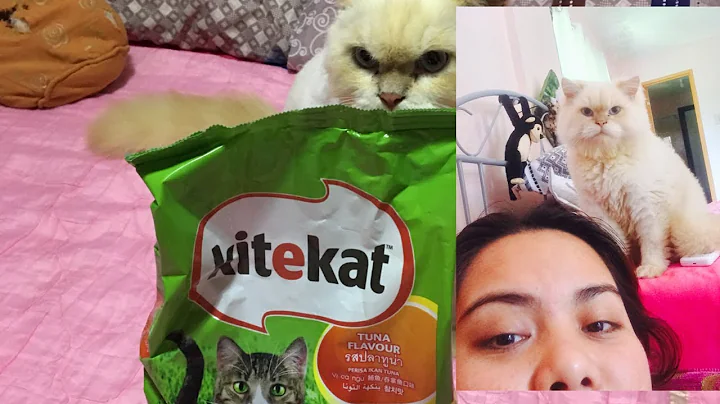 Video 124561: himalayan cat playing, funny himalayan cat, sweet himalayan, cat missing