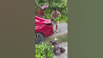 Trà Vinh phù hợp trồng Mãng cầu xiêm thái