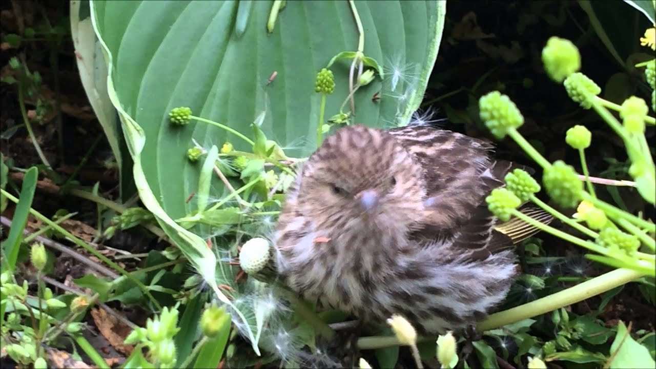 Wild Young Birds Eating