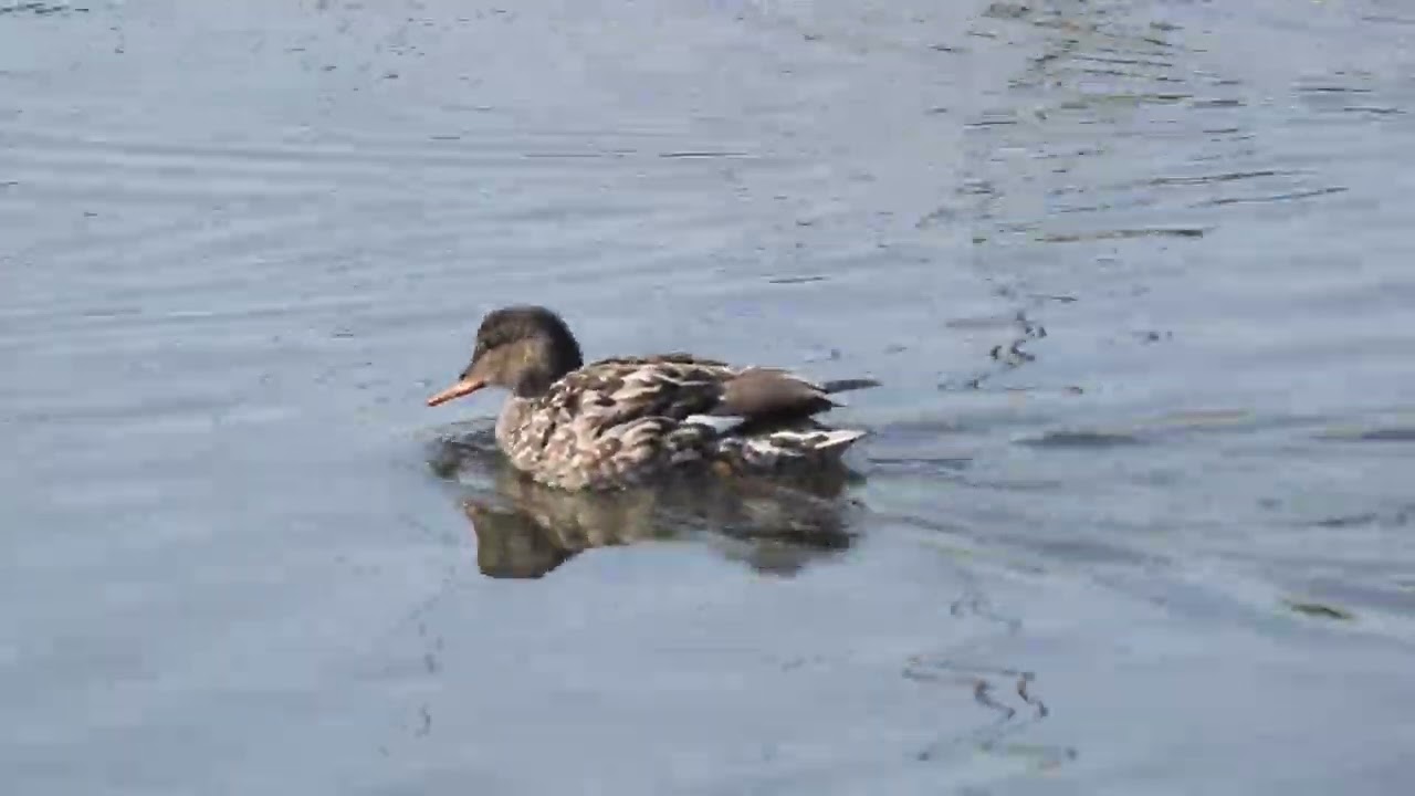 Canard chipeau femelle 21 03 2022